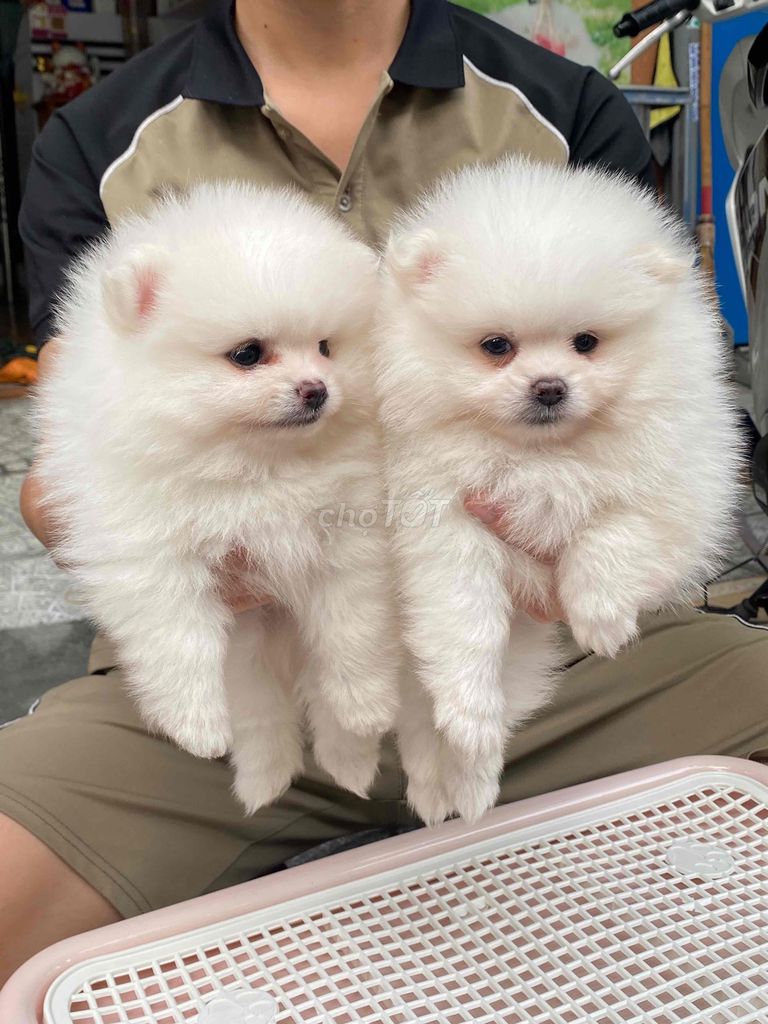 chó pom thuần chủng. Mua bán Chó tại Quận Thanh Khê Đà Nẵng được đăng bởi SiSi Pet Shop hình 3
