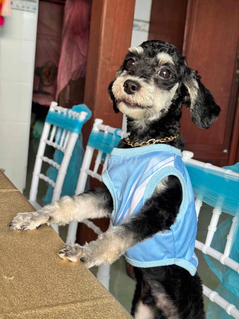 Chó Poodle đực màu Đen trắng. Mua bán Chó tại Quận Bình Tân Tp Hồ Chí Minh được đăng bởi Giao Giao hình 1