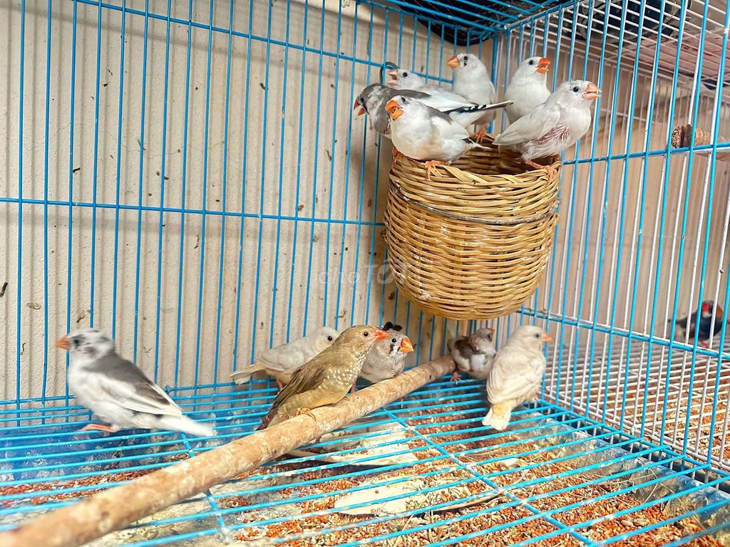 Chim mạnh mạnh nhiều màu. Mua bán Chim tại Quận Long Biên Hà Nội được đăng bởi tổng kho gia dụng  hình 1