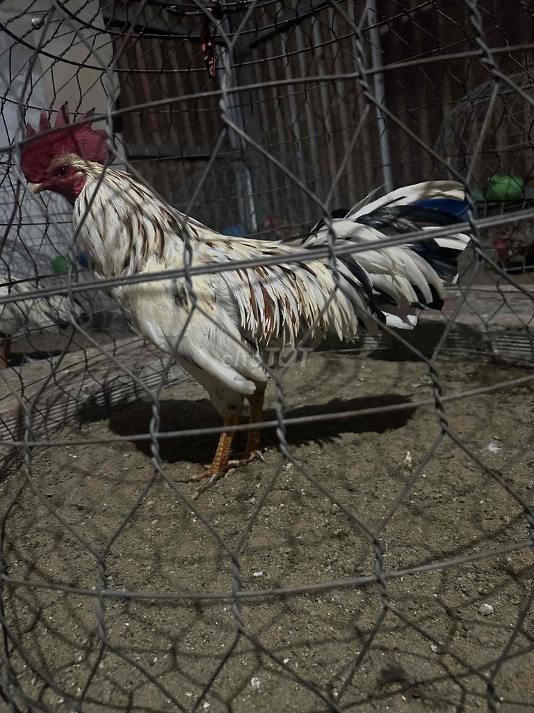 Gà chọi đực lông mới. Mua bán Gà tại Huyện Gò Công Tây Tiền Giang được đăng bởi Nhứt  hình 1