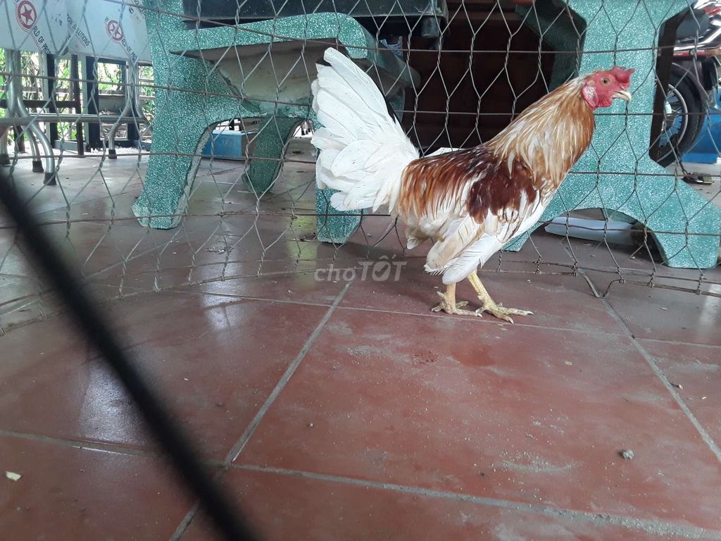 Gà bướm zin tơ 1kg1