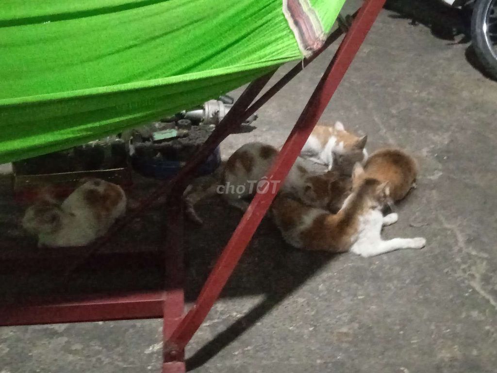 Mèo Vàng Trắng Vài Tháng Tuổi. Mua bán Mèo tại Quận Bình Tân Tp Hồ Chí Minh được đăng bởi Khoa Trần hình 1