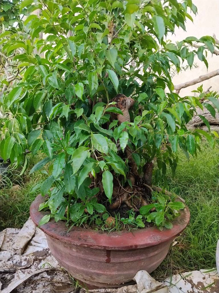 Cây cảnh Sanh lâu năm màu xanh. Mua bán Cây cảnh, đồ trang trí tại Huyện Quế Sơn Quảng Nam được đăng bởi Huy Long hình 1