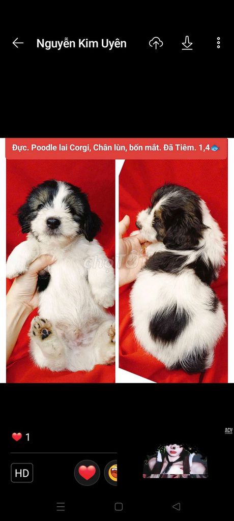 Chó Poodle lai Corgi đực đã tiêm. Mua bán Chó tại Huyện Hóc Môn Tp Hồ Chí Minh được đăng bởi fb NH Táo bán điện thoại và chó mèo có ship hình 1