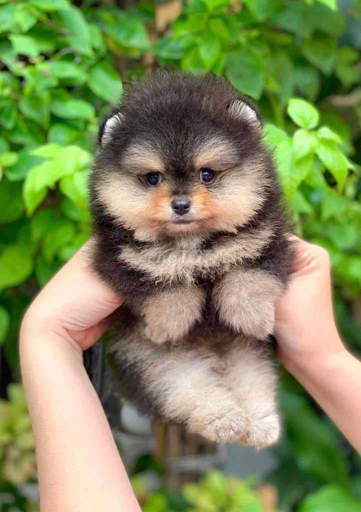 Pom Thái mini siêu xịn. Poodle teacup tai bím