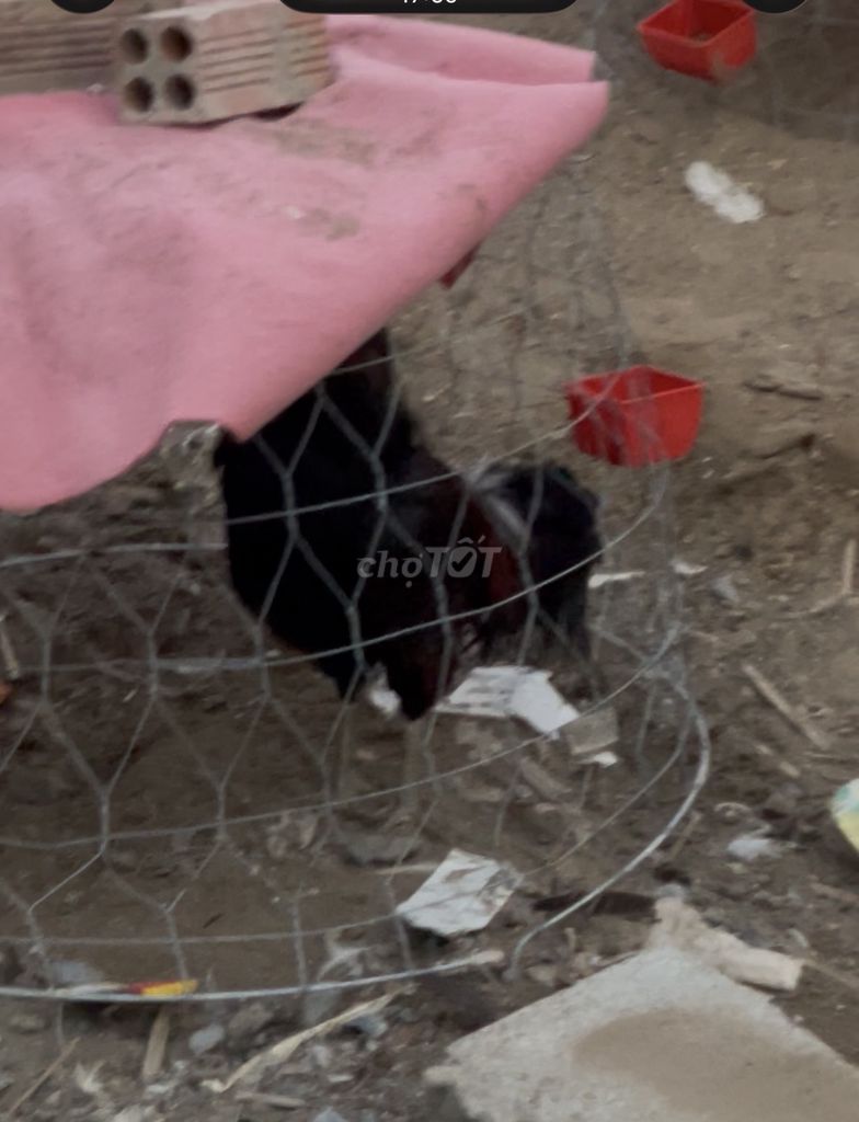 Gà Đen. Mua bán Gà tại Thành phố Thủ Đức Tp Hồ Chí Minh được đăng bởi Tên chưa cung cấp hình 1