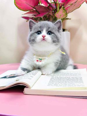 Mèo munchkin chân ngắn bicolor thuần chủng