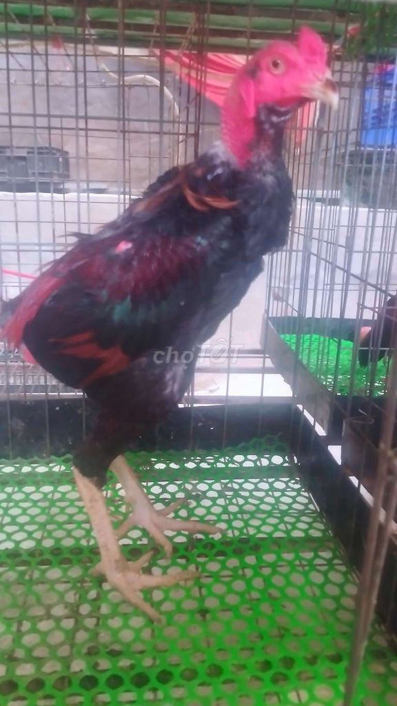 Gà chọi trống khoẻ đẹp . Mua bán Gà tại Huyện Đông Anh Hà Nội được đăng bởi Trại Gà Tre Gà Chọi Hà Nội hình 1