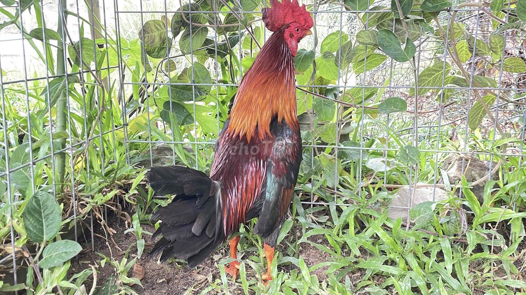 Gà chọi Cuban 1.49kg Đỏ đen cam. Mua bán Gà tại Huyện Châu Thành Kiên Giang được đăng bởi Chuyên gà đá  hình 1
