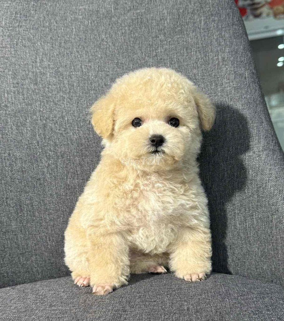 Chó Poodle nhiều màu khỏe mạnh. Mua bán Chó tại Quận Bình Tân Tp Hồ Chí Minh được đăng bởi Nguyễn Thùy Linh hình 1