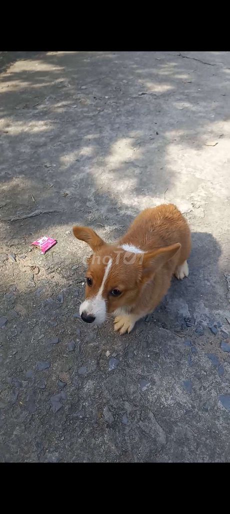 Bán chó con giống corgi cái thuần chủng