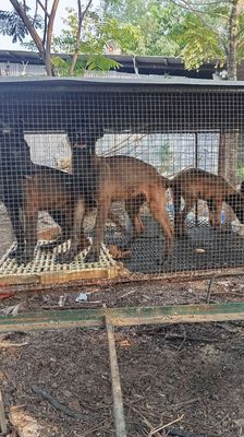 Chó Cái 3 tháng đã tiêm 2 mũi. Mua bán Chó tại Huyện Trảng Bom Đồng Nai được đăng bởi Trần Lưu