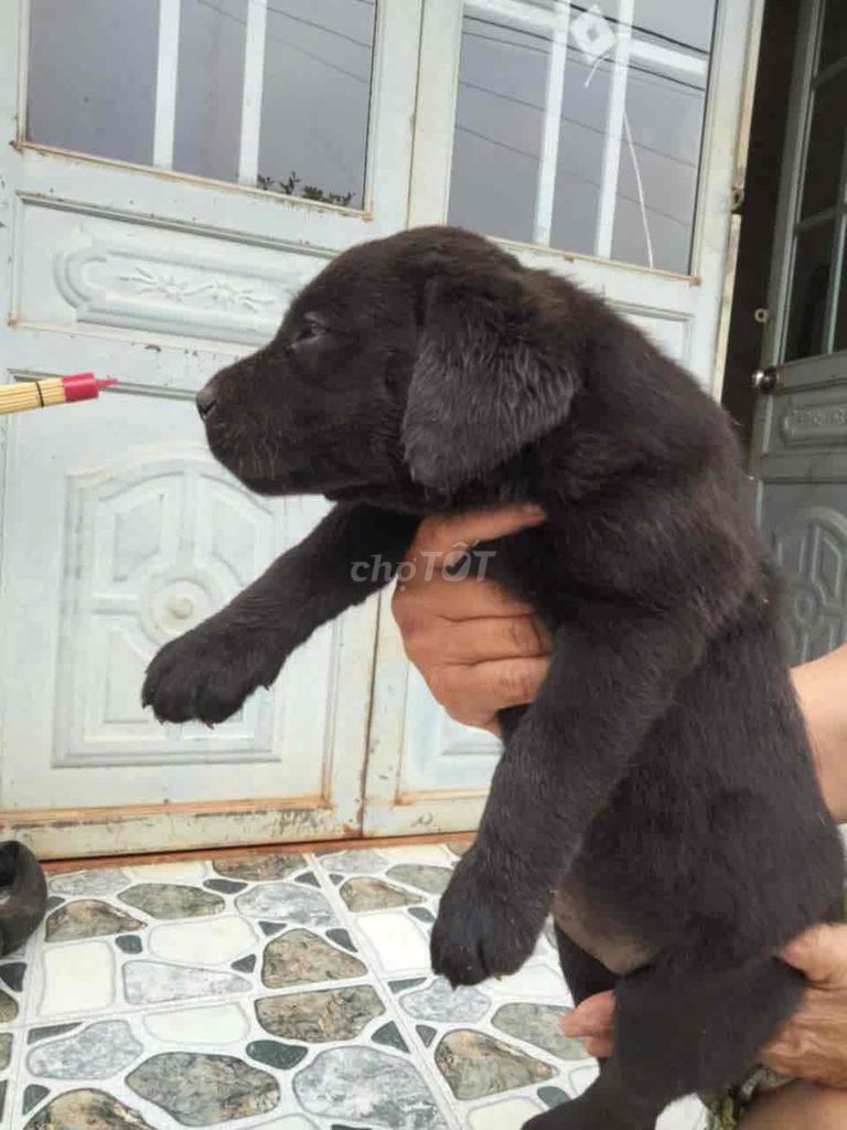 Labrador màu đen phong thuỷ ☘️☘️☘️. Mua bán Chó tại Quận Hải Châu Đà Nẵng được đăng bởi Huyền chip hình 4