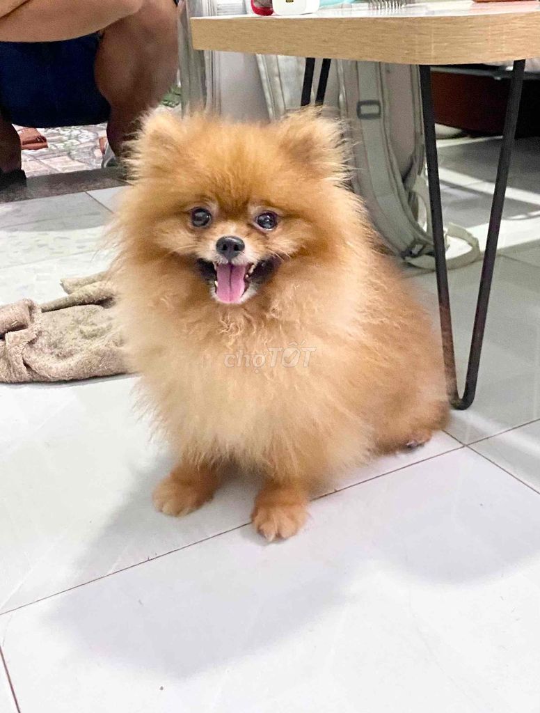 Bé trai form nhỏ 2kg. Mua bán Chó tại Quận Phú Nhuận Tp Hồ Chí Minh được đăng bởi PET SHOP NẮNG hình 1