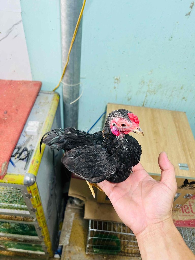 Gà tre trống bắc nghe gáy. Mua bán Gà tại Thành phố Biên Hòa Đồng Nai được đăng bởi Duy hình 1