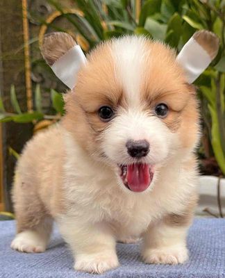 chó corgi kẻ đẹp thuần chủng fom to. Mua bán Chó tại Quận Bình Tân Tp Hồ Chí Minh được đăng bởi Trang 