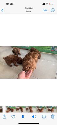Chó poodle tini nâu đỏ 2 tháng tuổi
