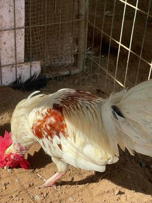Bướm đỏ 1kg4. Mua bán Gà tại Thành phố Mỹ Tho Tiền Giang được đăng bởi Hoà Jap Xanh