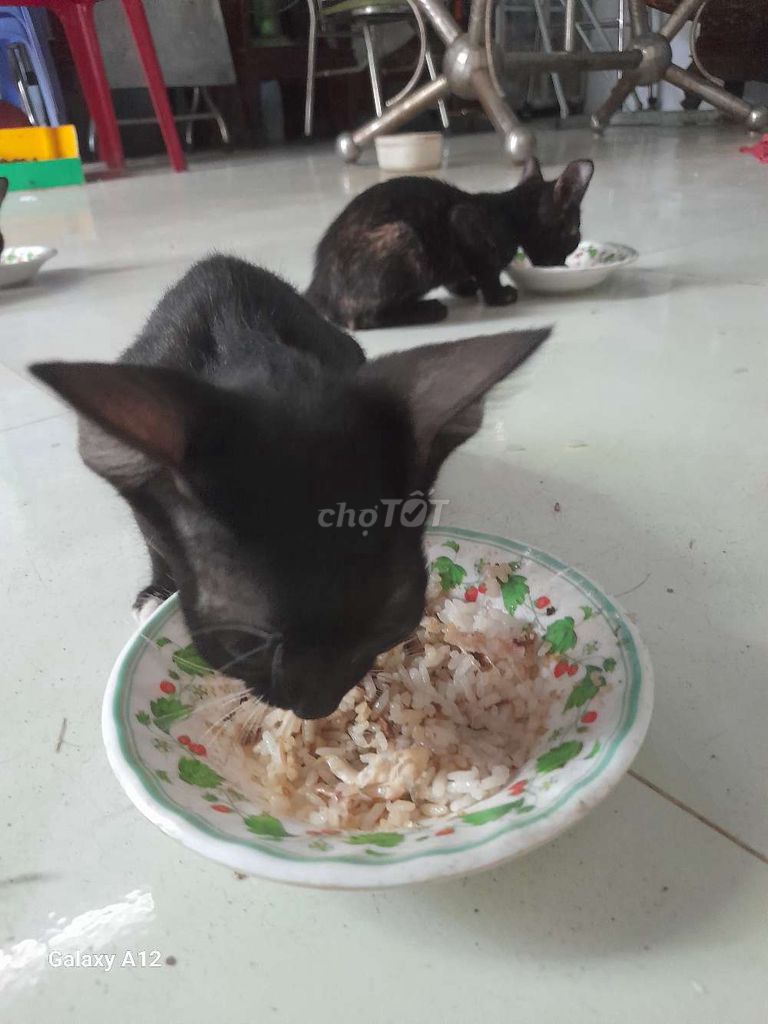 Mèo Đen. Mua bán Mèo tại Thành phố Mỹ Tho Tiền Giang được đăng bởi tu phuc loi hình 1
