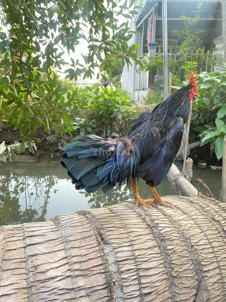 Gà Ô Đen Đực 2.9kg tay tốt. Mua bán Gà tại Quận Bình Thuỷ Cần Thơ được đăng bởi Ken Bùi  hình 1