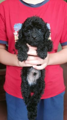 Giống Poodle mini màu đen tuyền 2 tháng tuổi. Mua bán Chó tại Huyện Gia Lâm Hà Nội được đăng bởi Nguyễn Thị Kim Ngân