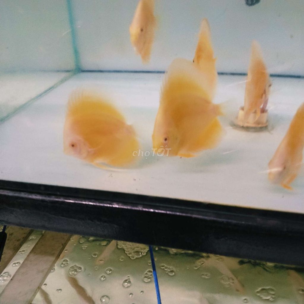 Cá dĩa vàng mini. Mua bán Thú cưng khác tại Quận Tân Bình Tp Hồ Chí Minh được đăng bởi Cá dĩa Như Ý hình 1