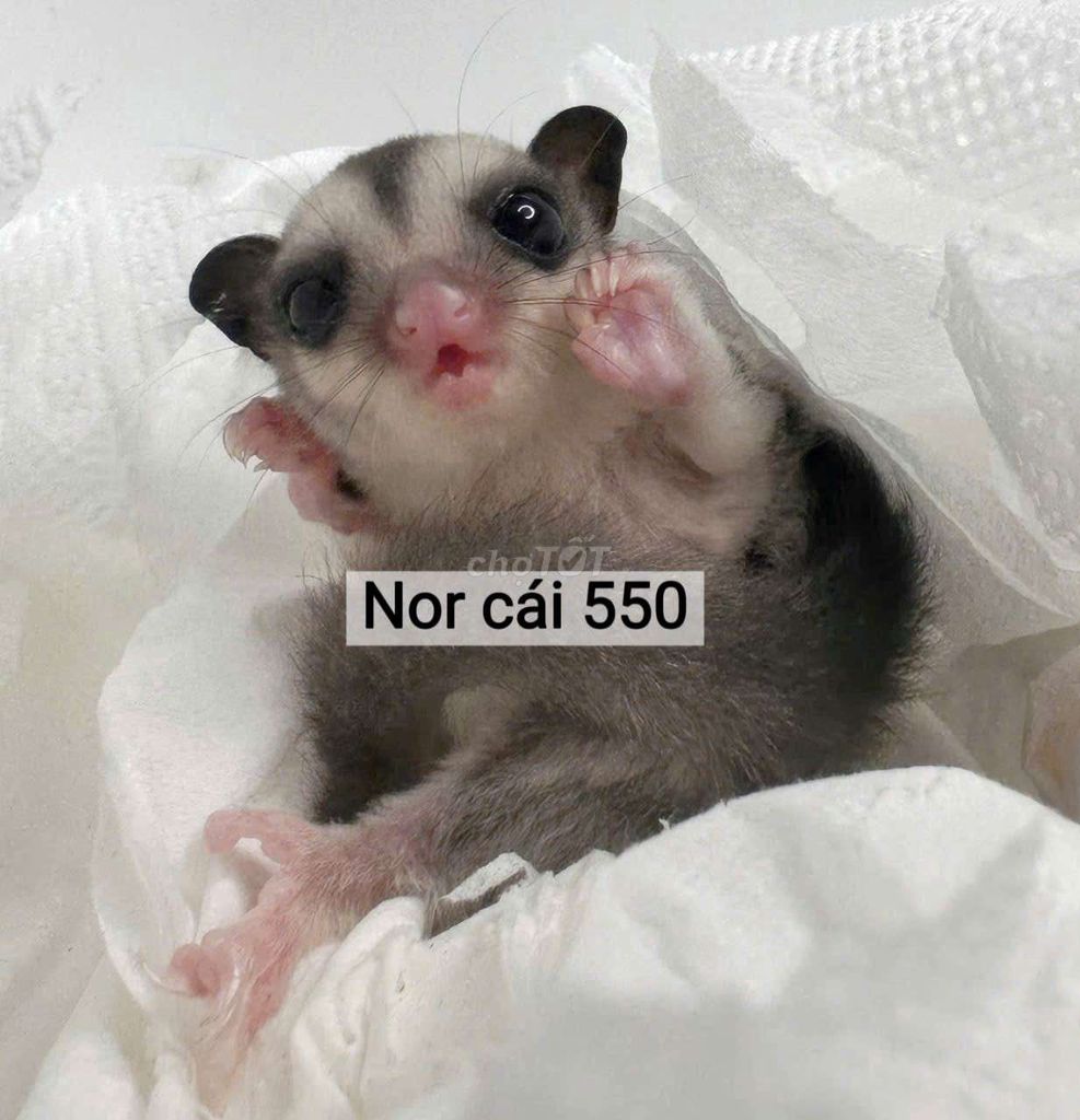 Sóc bay úc đủ loại Ngoan, Hiền. Mua bán Thú cưng khác tại Huyện Hóc Môn Tp Hồ Chí Minh được đăng bởi Quỳnh Quỳnh hình 1