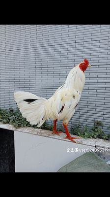 Bướm wip. Mua bán Gà tại Quận Ninh Kiều Cần Thơ được đăng bởi thi chi