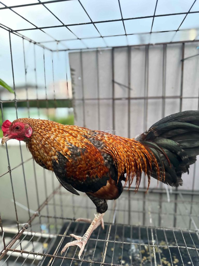 Cặp gà tơ 5,5tháng max trạng 1k250. Mua bán Gà tại Quận 12 Tp Hồ Chí Minh được đăng bởi AV AV hình 1