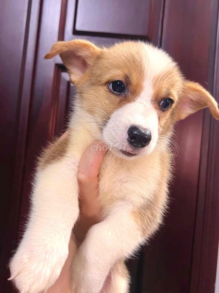 Chó Corgi 2.5 tháng tuổi