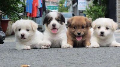 Bán Chó corgi f1 siêu ú, lùn nhà nuôi đẻ