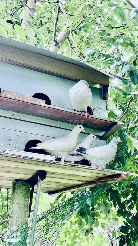 Bán chim bồ câu giống. Mua bán Chim tại Quận Đống Đa Hà Nội được đăng bởi Hoang Kim Dung hình 1