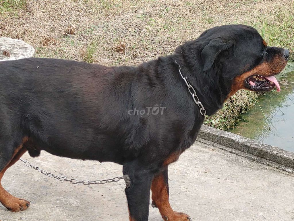 Đực Vka Rottweiler. Mua bán Chó tại Thành phố Tây Ninh Tây Ninh được đăng bởi Nhân Rottweiler  hình 2