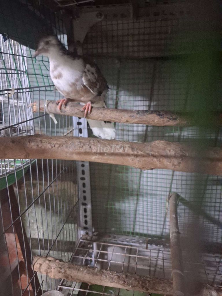 Chim cu gáy Nâu trắng Khỏe mạnh. Mua bán Chim tại Thành phố Thuận An Bình Dương được đăng bởi chim gay hình 1