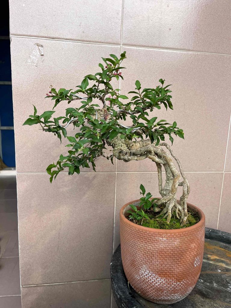 hồng ngọc mai bonsai