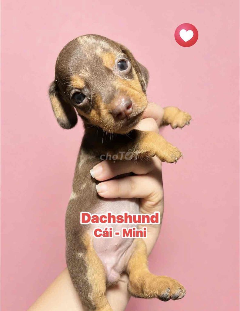 🍒🍒 DACHSHUND - LẠP XƯỞNG THUẦN - MINI NHÀ NUÔI 🍒🍒. Mua bán Chó tại Huyện Hóc Môn Tp Hồ Chí Minh được đăng bởi SIÊU PET SG UY TÍN  hình 1