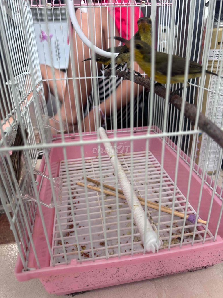 Cần bán mấy chim hút mật 5 màu. Mua bán Chim tại Quận Hải Châu Đà Nẵng được đăng bởi Bin hình 1