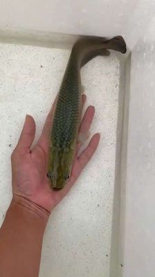 Cá hải tượng long vàng bông đỏ size 33-35cm. Mua bán Thú cưng khác tại Huyện Củ Chi Tp Hồ Chí Minh được đăng bởi hải tượng long giá rẻ