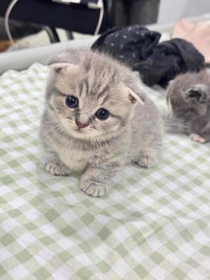 Mèo Anh lông ngắn chân lùn