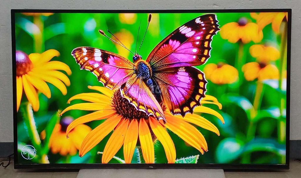 Tivi wifi 4k TCL 55 inch zim đẹp loa vòm hay. Mua bán Tivi, Âm thanh tại Quận Ninh Kiều Cần Thơ được đăng bởi Luật Nguyễn hình 1