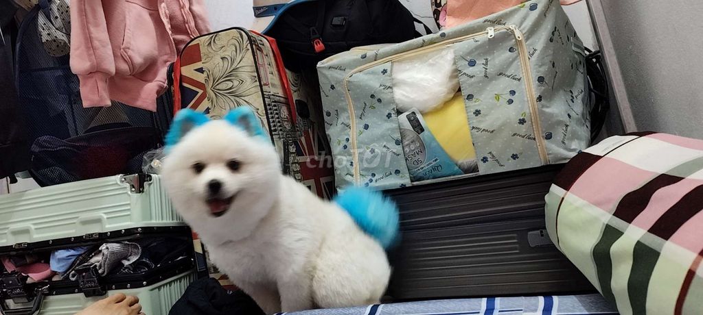 Cần bán lại em nay. Mua bán Chó tại Quận 1 Tp Hồ Chí Minh được đăng bởi Nam Trần hình 4