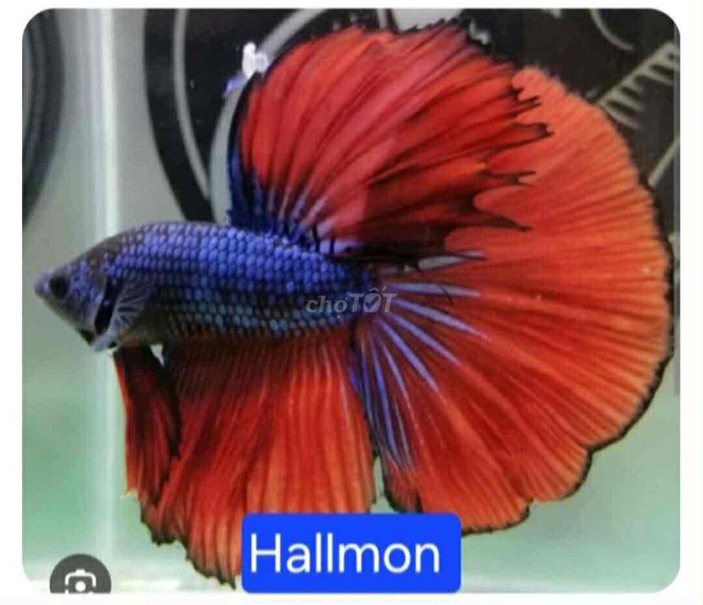 Cá Betta màu Đa dạng. Mua bán Thú cưng khác tại Huyện Cư M'gar Đắk Lắk được đăng bởi Nam Nguyễn hình 1