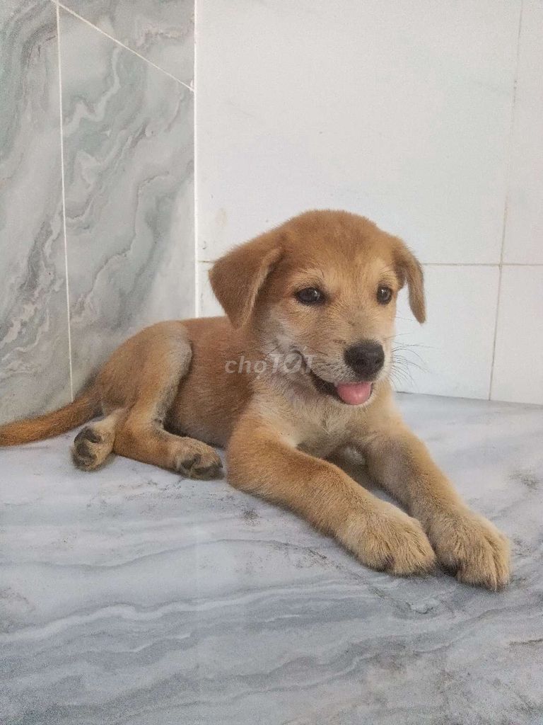 Chó Golden đực gần 2 tháng tuổi. Mua bán Chó tại Quận 6 Tp Hồ Chí Minh được đăng bởi Tăng Chí Lương  hình 1