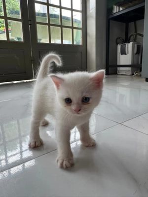 Mèo Ald trắng 2 tháng tuổi