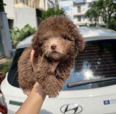 teacup poodle silver beige. Mua bán Chó tại Thành phố Thủ Đức Tp Hồ Chí Minh được đăng bởi Lan Anh