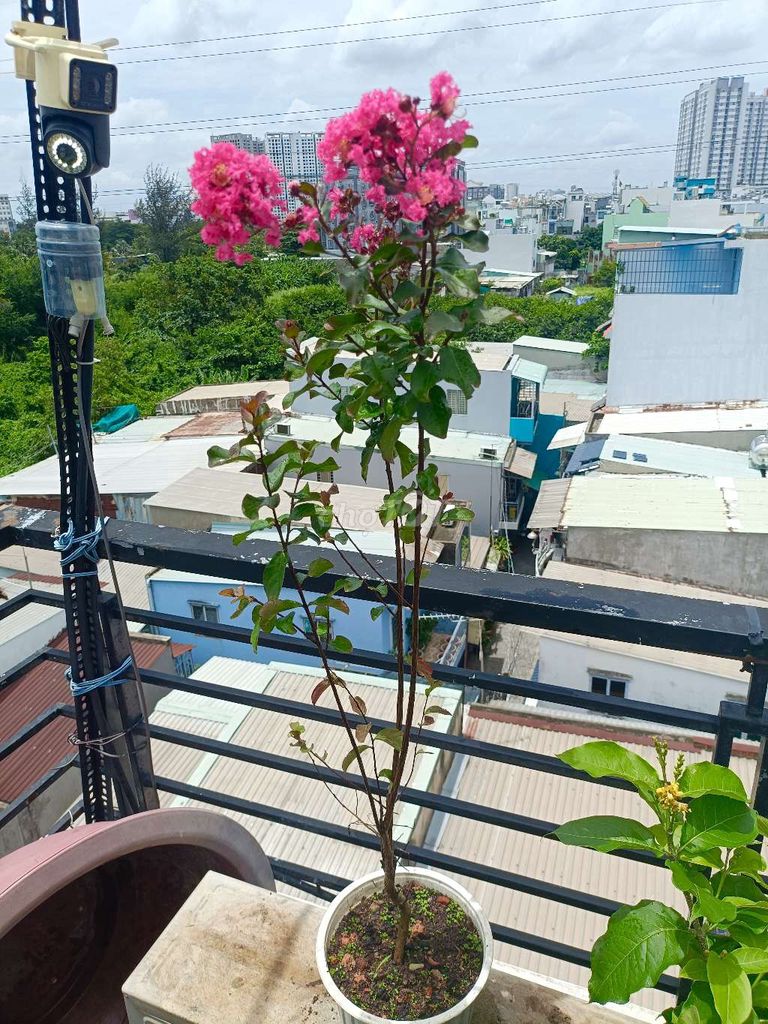 Hoa Tường Vi Hồng Sen. Mua bán Cây cảnh, đồ trang trí tại Quận 6 Tp Hồ Chí Minh được đăng bởi sunshine  hình 1