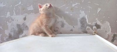 Bé đực aln