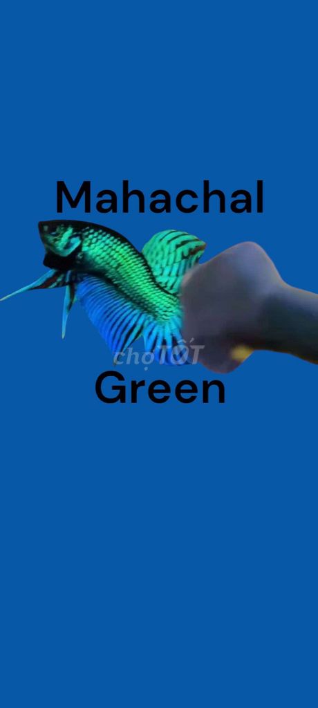 Cá Mahachal green