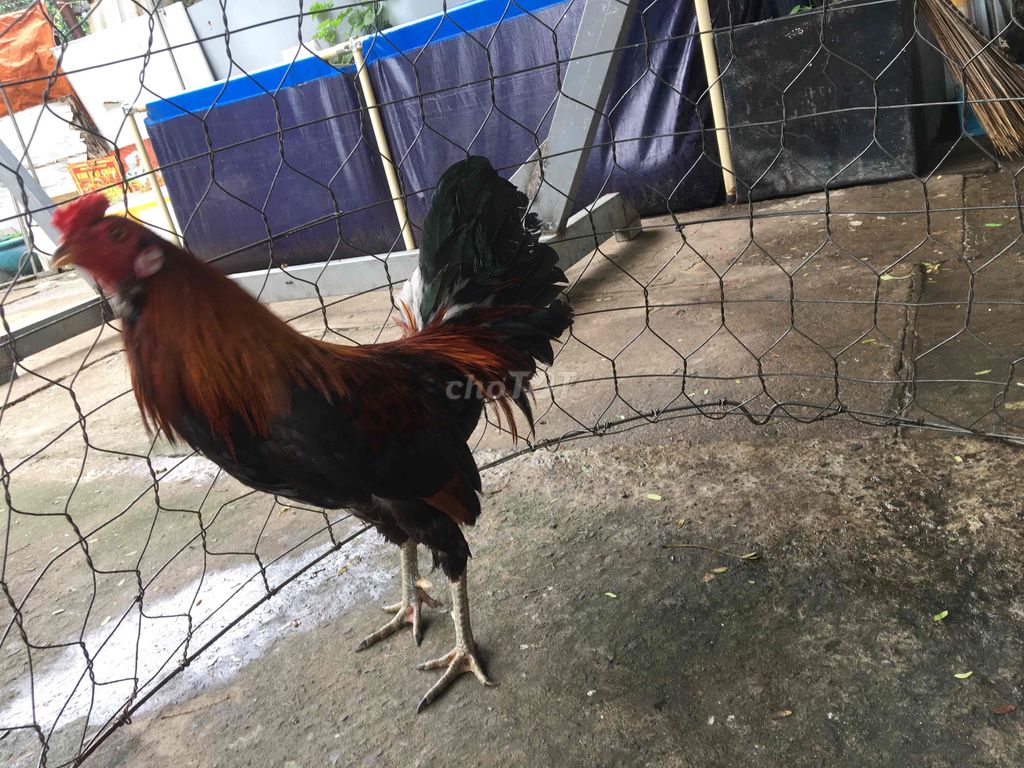 trống tre zin đẹp sung giá 700k