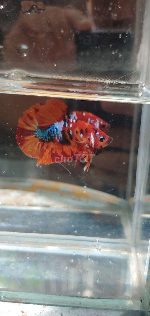 Betta nemo glx.